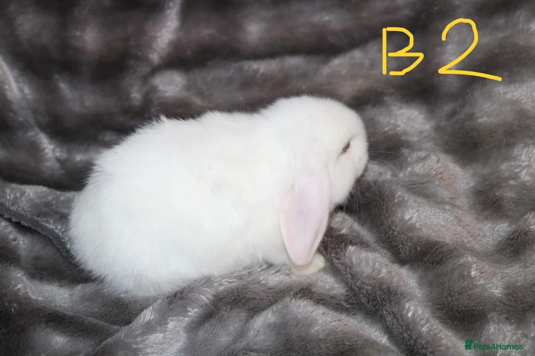 Mini Lop rabbits for sale: 4 Mini Lop Babies  - Advert 24