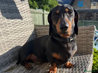 Dachshund dogs Handsome boy ready to stud - Advert 3