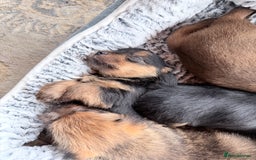 Norfolk Terrier dogs for sale: Norfolk Terriers for sale 🐶 - Image 3