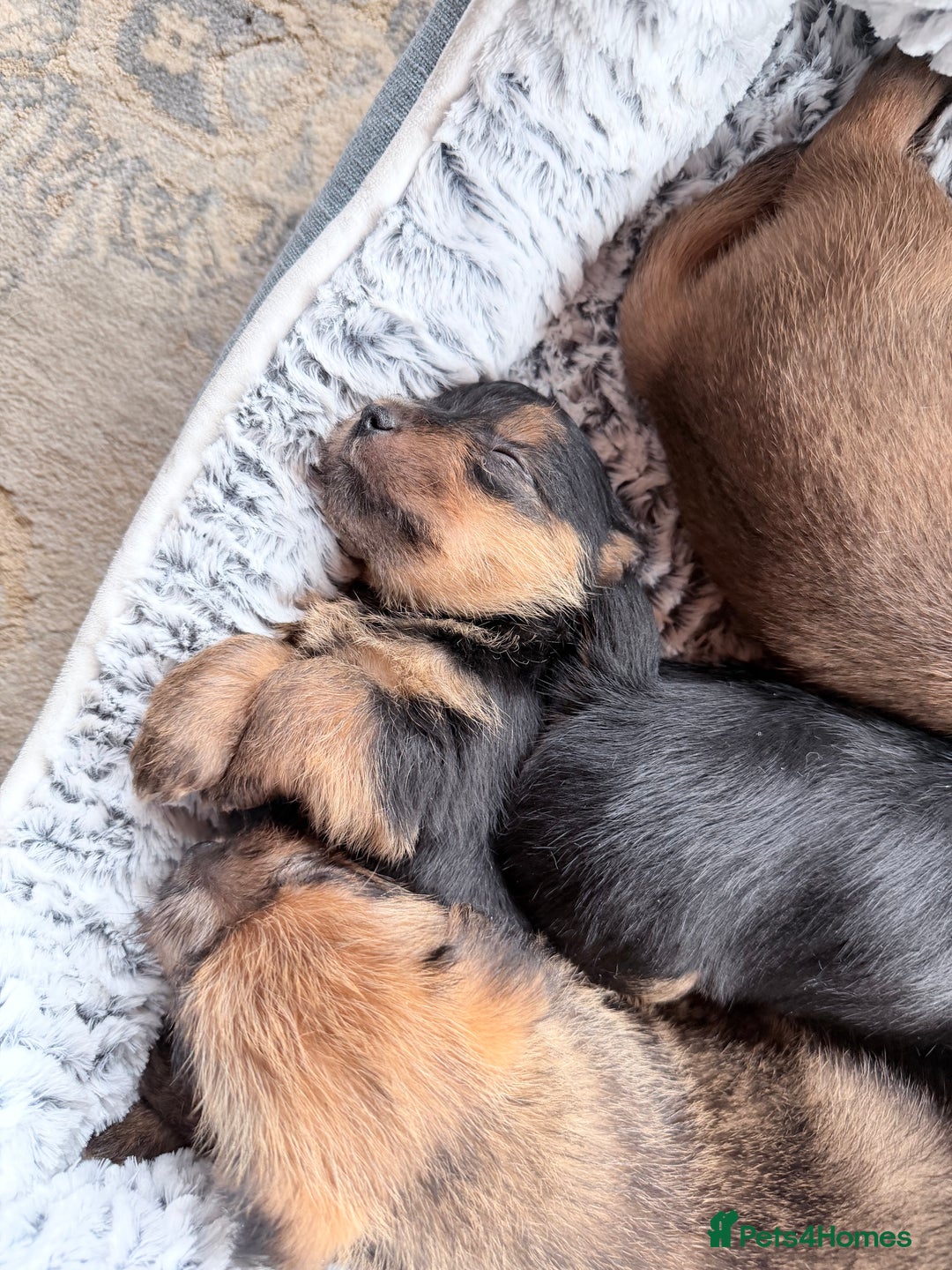 Norfolk Terrier dogs for sale: Norfolk Terriers for sale 🐶 - Image 3