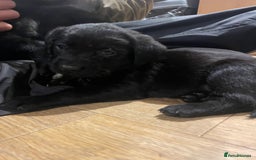 Springador dogs for sale: Springador pups - Image 7