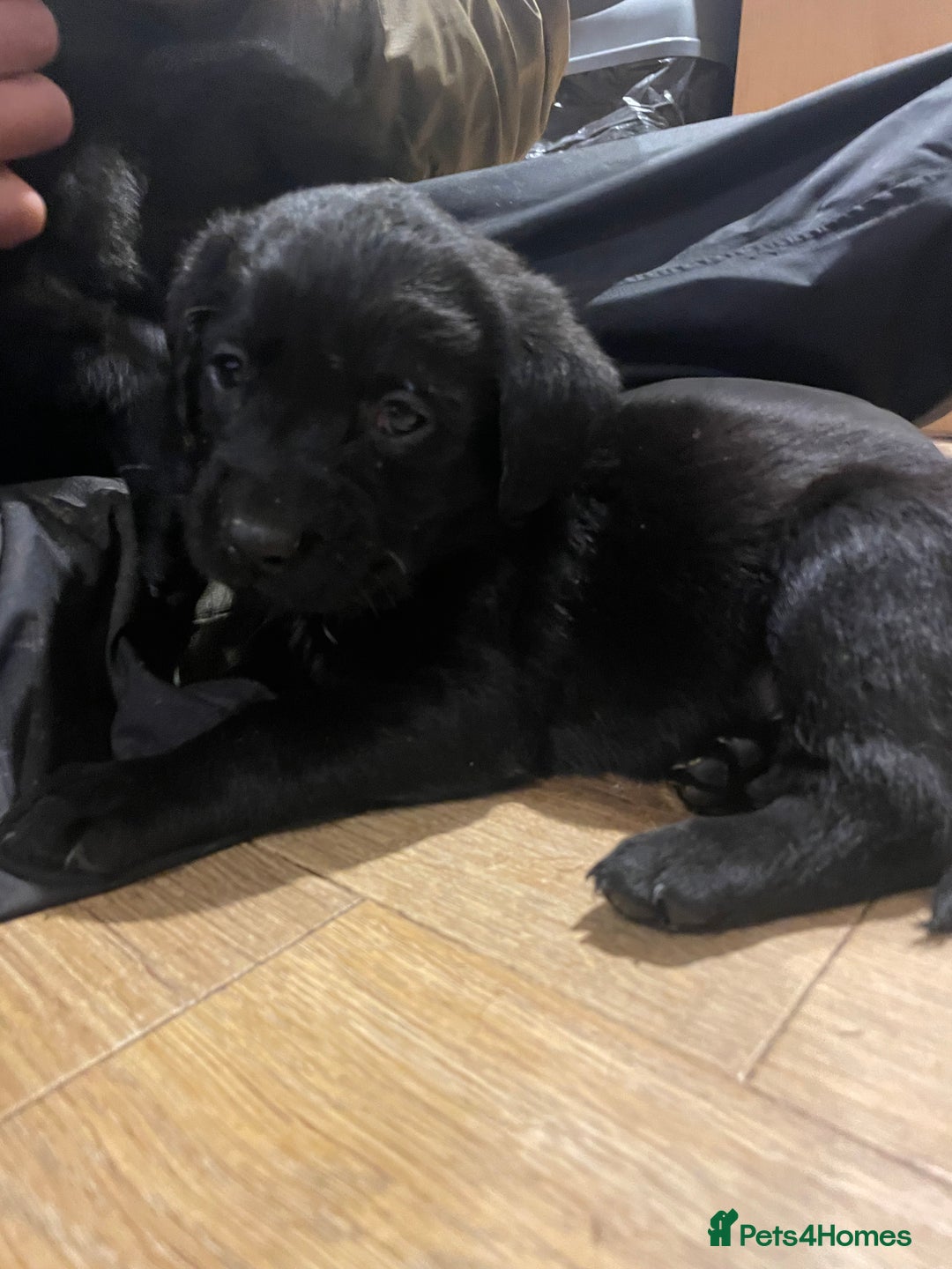 Springador dogs for sale: Springador pups - Image 7