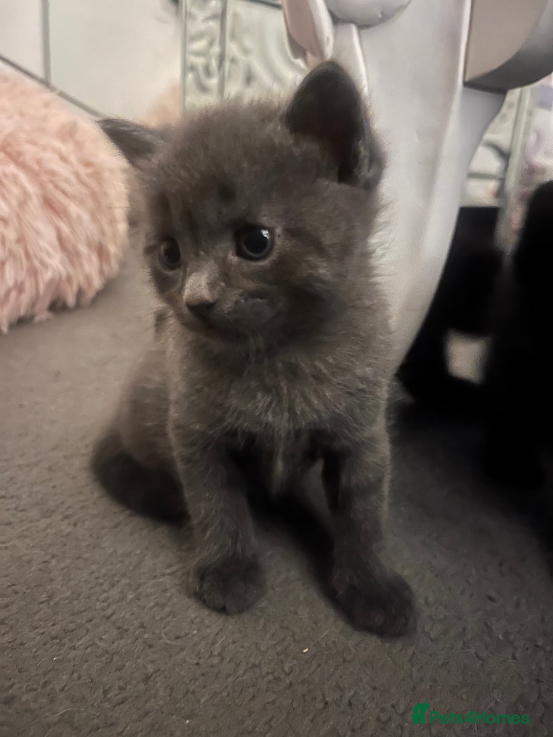 British Shorthair cats for sale: Siamese/BSH kittens - Image 6