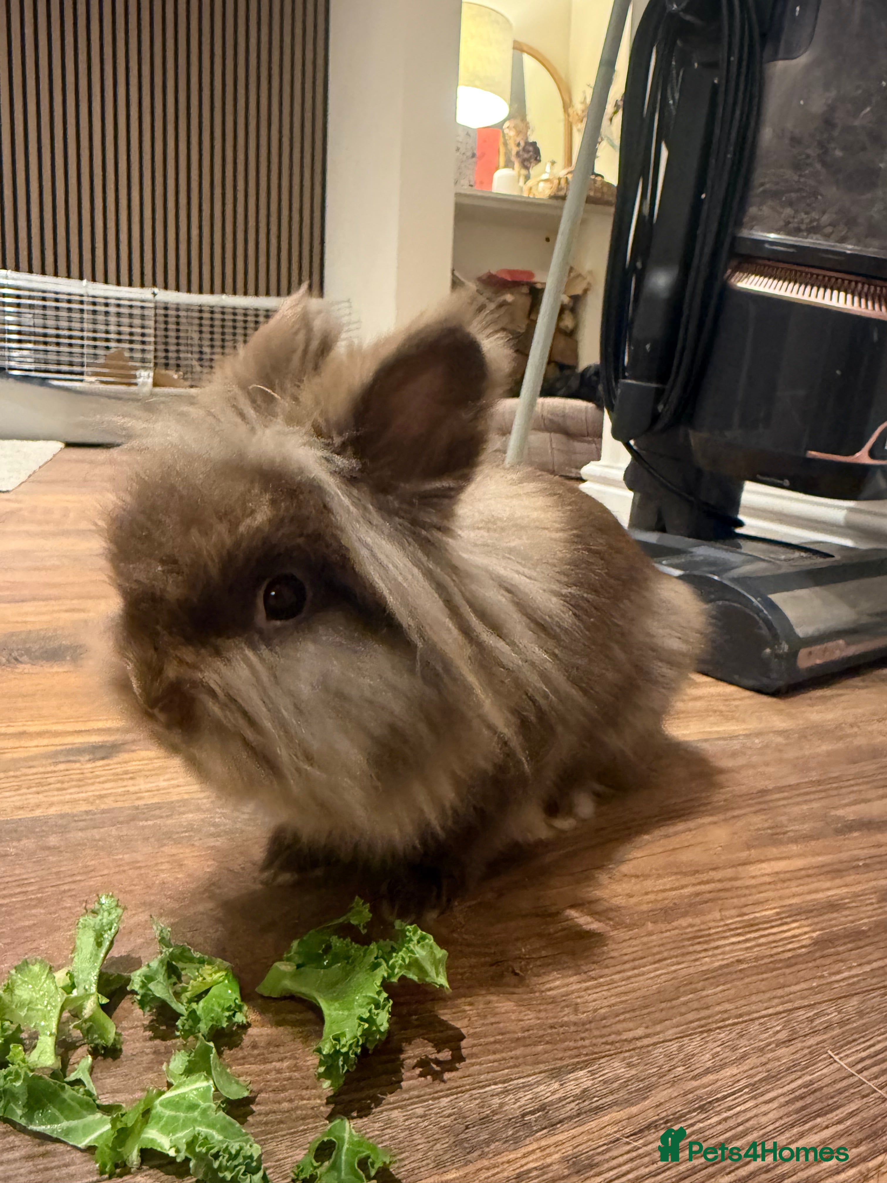 Lionhead rabbits Lionhead Rabbit - with 2 cages - Advert 1