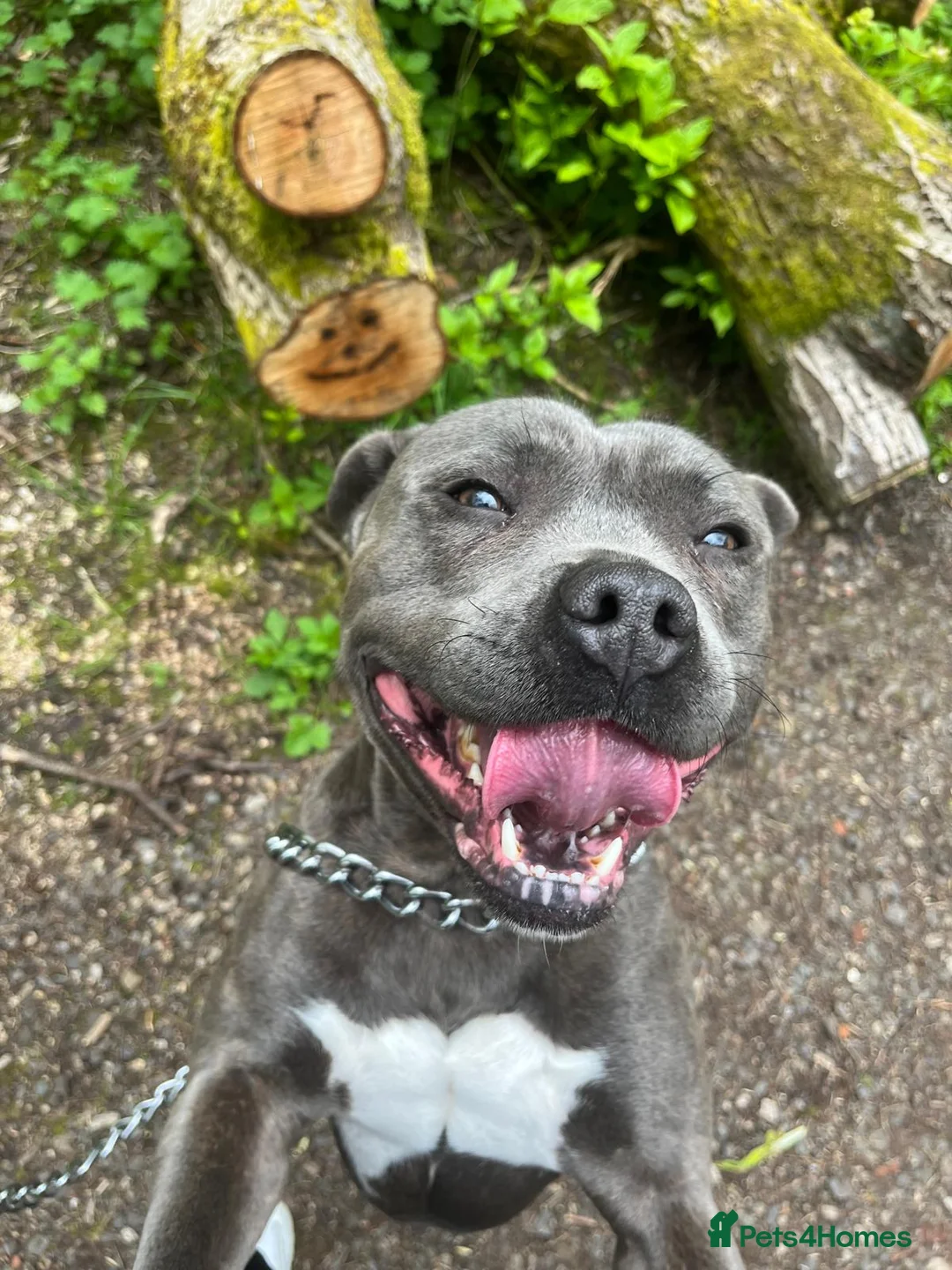 Staffordshire Bull Terrier dogs for sale: Ziggy, Staffordshire bull terrier - Advert 12