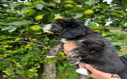 Labradoodle dogs for sale: One beautiful F1B Labradoodle puppy left!  - Image 4