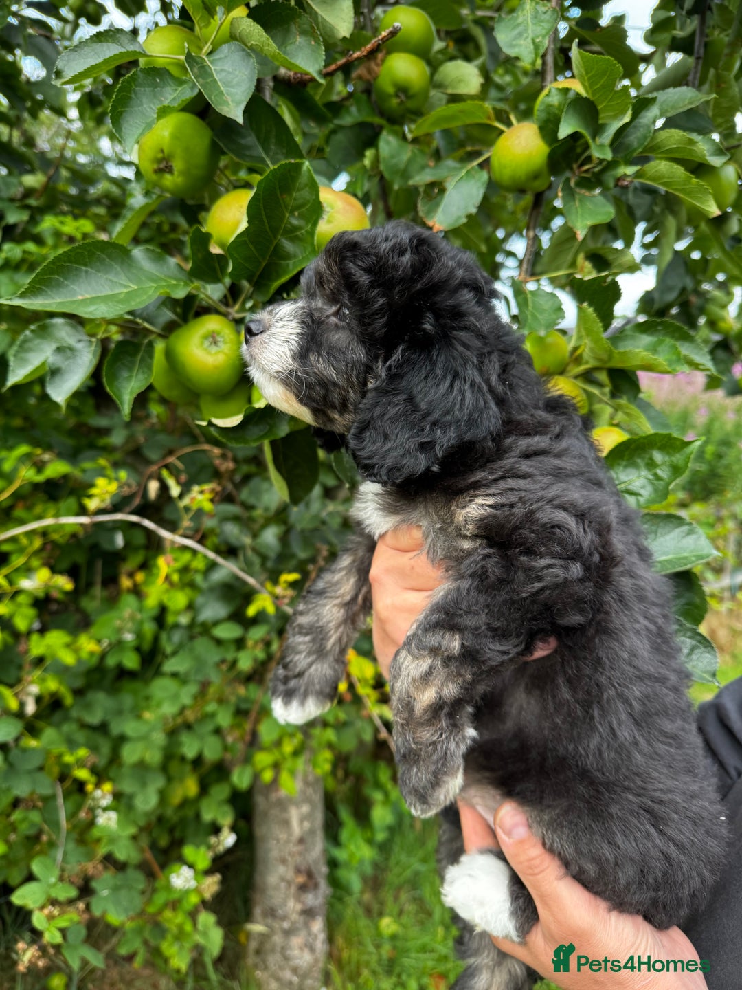 Labradoodle dogs for sale: One beautiful F1B Labradoodle puppy left!  - Image 4
