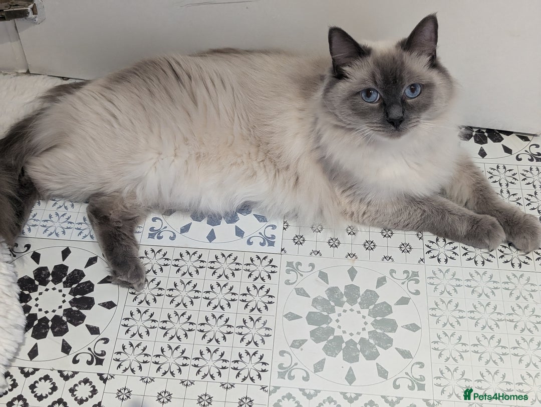 Ragdoll cats for sale: Blue Point and Seal Point Ragdoll kittens  - Image 8