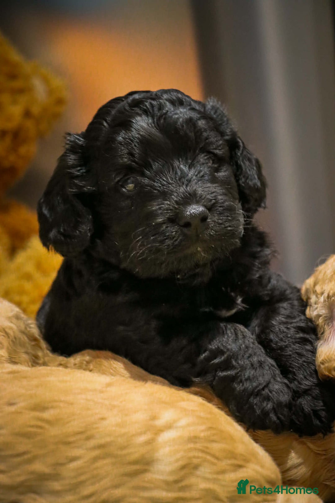 Cockapoo dogs for sale: Beautiful litter of cockerpoo puppies  - Advert 26
