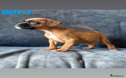 Boxer dogs for sale: BEAUTIFUL BOXER PUPPIES (HEARTSCORED PARENTS) - Image 5