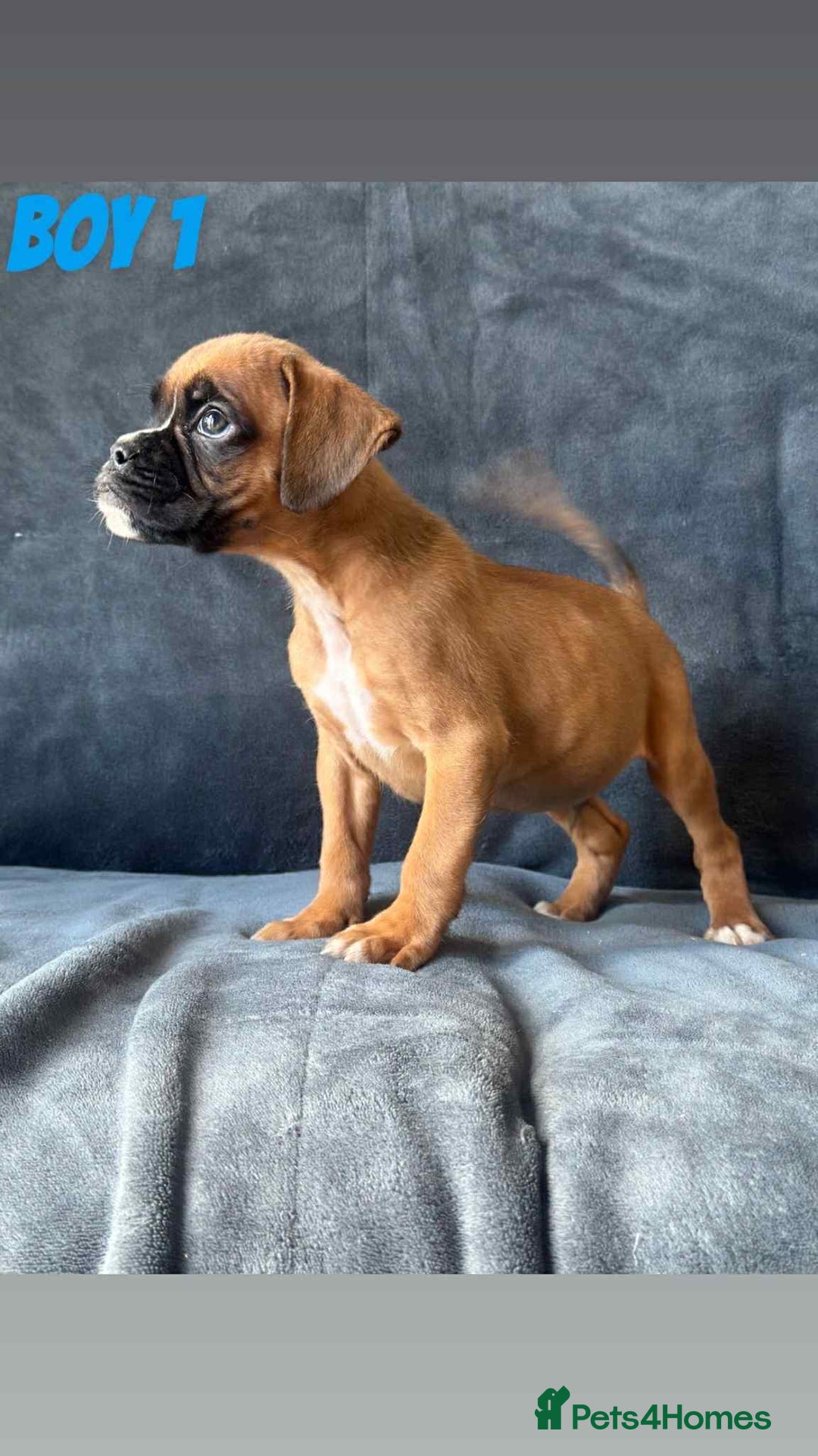 Boxer dogs for sale: BEAUTIFUL BOXER PUPPIES (HEARTSCORED PARENTS) - Image 5
