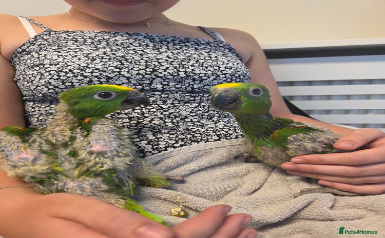 Parrots birds - Advert 10