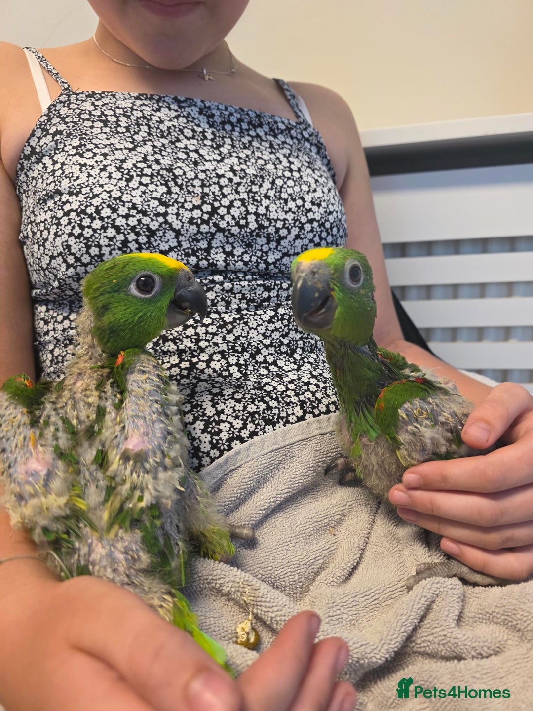 Parrots birds for sale: Hand Reared Baby Yellow Crowned Amazons For Sale - Image 1