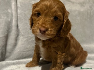 Cockapoo dogs - Advert 21