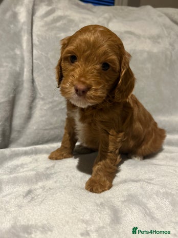 Cockapoo dogs - Advert 16