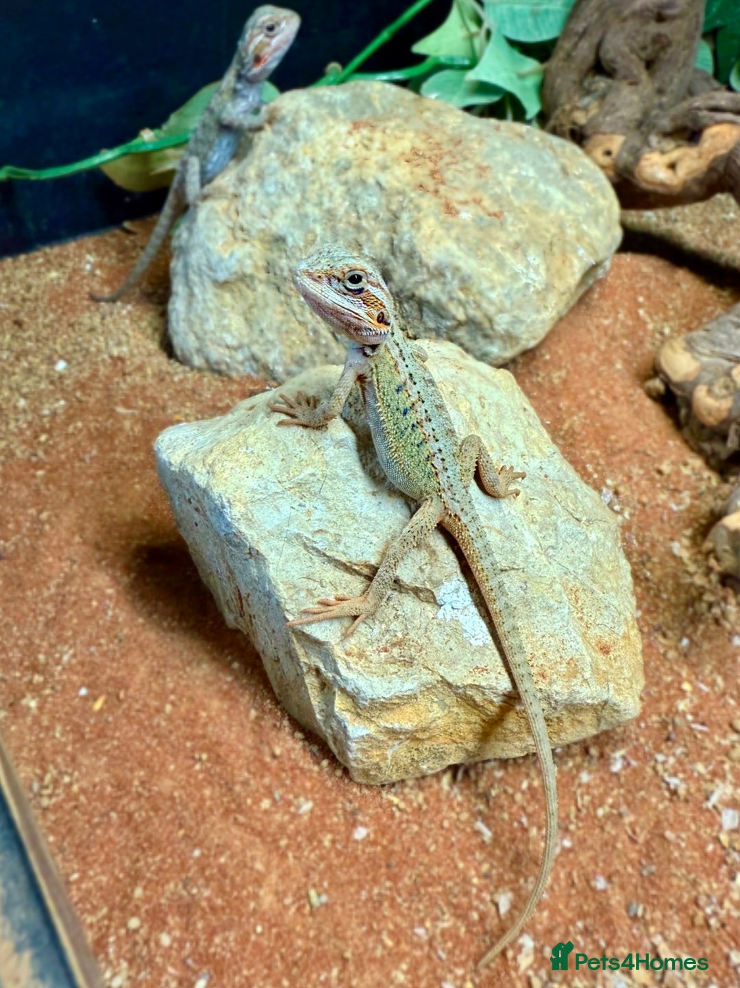 Bearded Dragon reptiles for sale: Citrus Red Hypo Trans Leatherback Bearded Dragons - Image 4