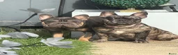 French Bulldog dogs for sale: 5 beautiful Kc reg pups carrying  **  & fluffy - Advert 11