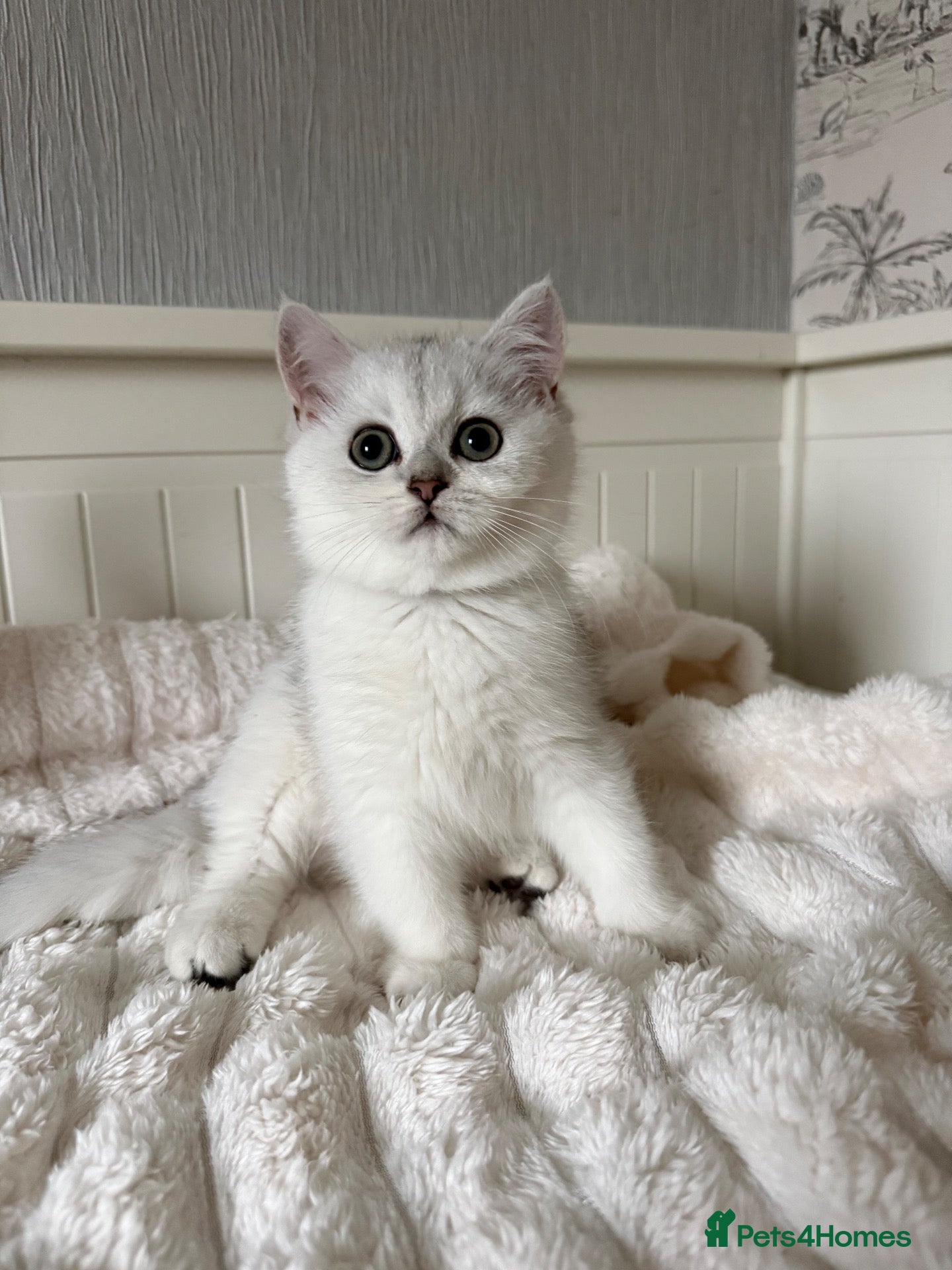 British Shorthair cats Exceptional Pedigree Silver British shorthairs 🩶 - Advert 1