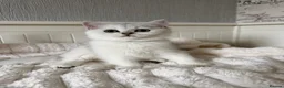 British Shorthair cats for sale: Exceptional Pedigree Silver British shorthairs 🩶 - Advert 2