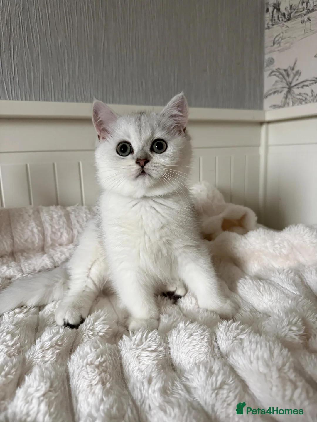 British Shorthair cats for sale: Exceptional Pedigree Silver British shorthairs 🩶 - Advert 2