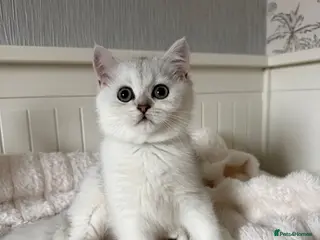British Shorthair cats Exceptional Pedigree Silver British shorthairs 🩶 - Advert 1