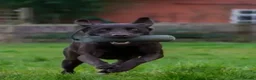 Labrador Retriever dogs for sale: Rosie's Litter Of Black Puppies - Advert 3