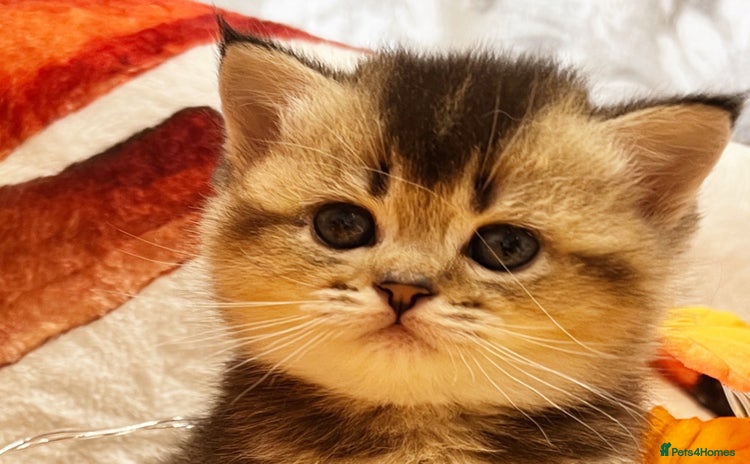 Scottish Fold cats - Advert 9