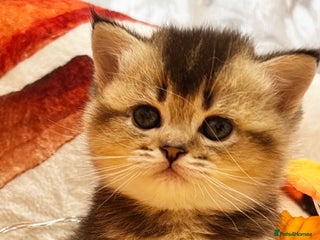 Scottish Fold cats - Advert 10