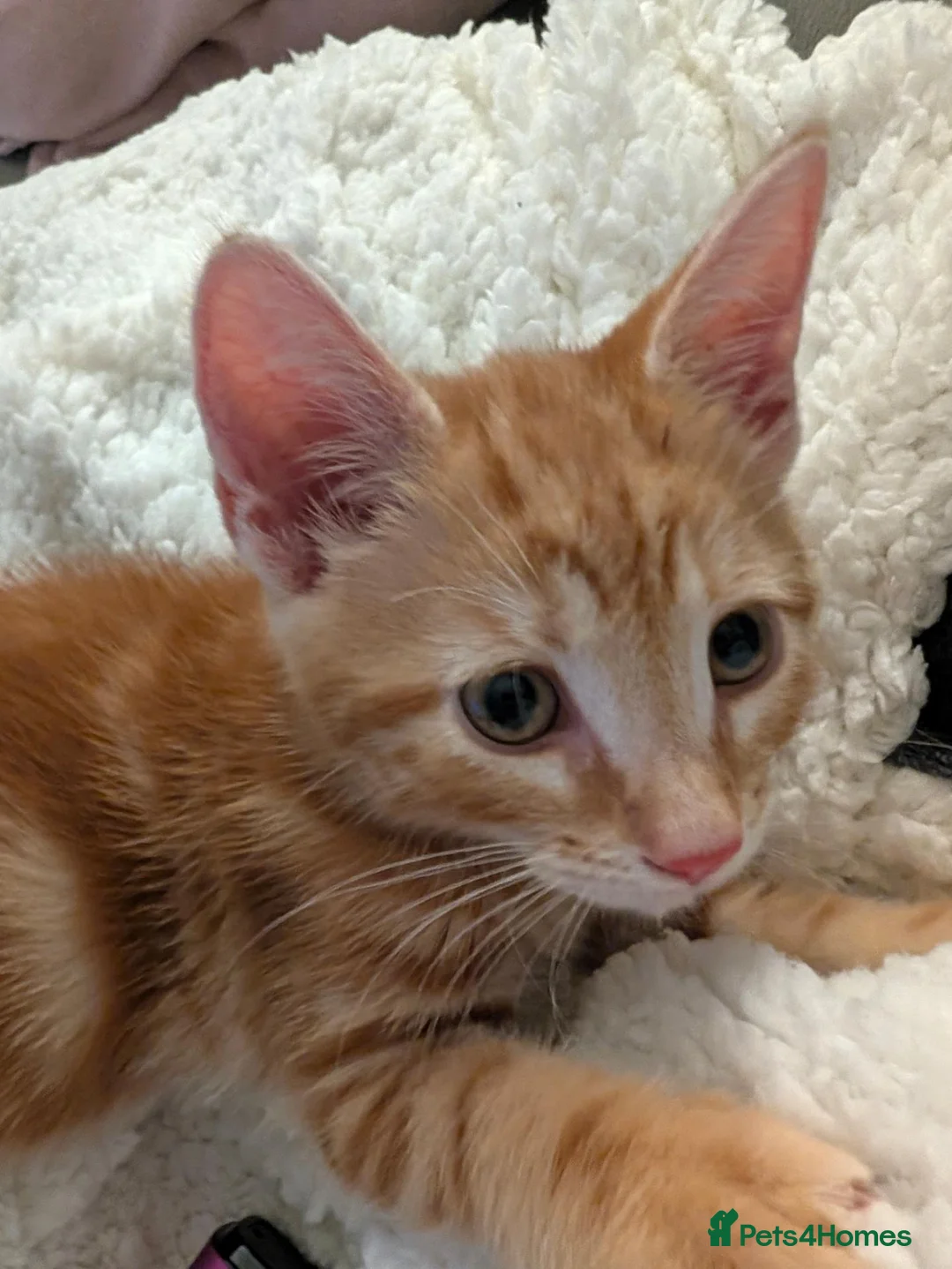 Mixed Breed cats for sale: Kitten for sale in Barnsley - Advert 1