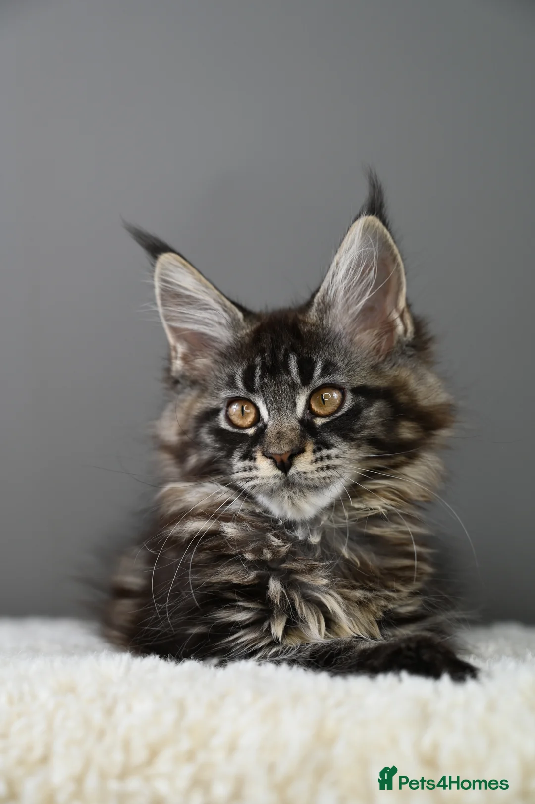 Maine Coon cats for sale: 🧬 STUNNING KITTENS - TICA REGISTERED 🎖️ - Advert 16