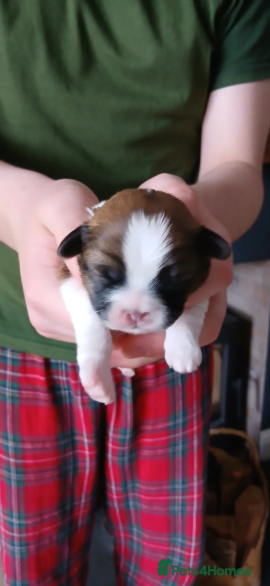 Shih Tzu dogs for sale: Beautiful Shih Tzu Girls in Bathgate - Advert 2