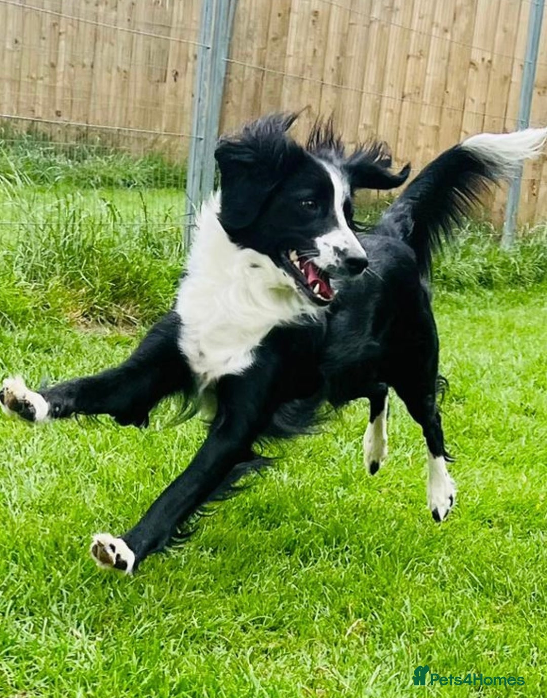 Sprollie dogs for sale: Sprollie  - Advert 1