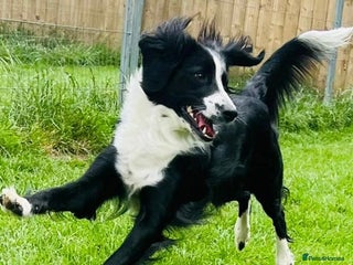 Sprollie dogs Sprollie - Advert 1