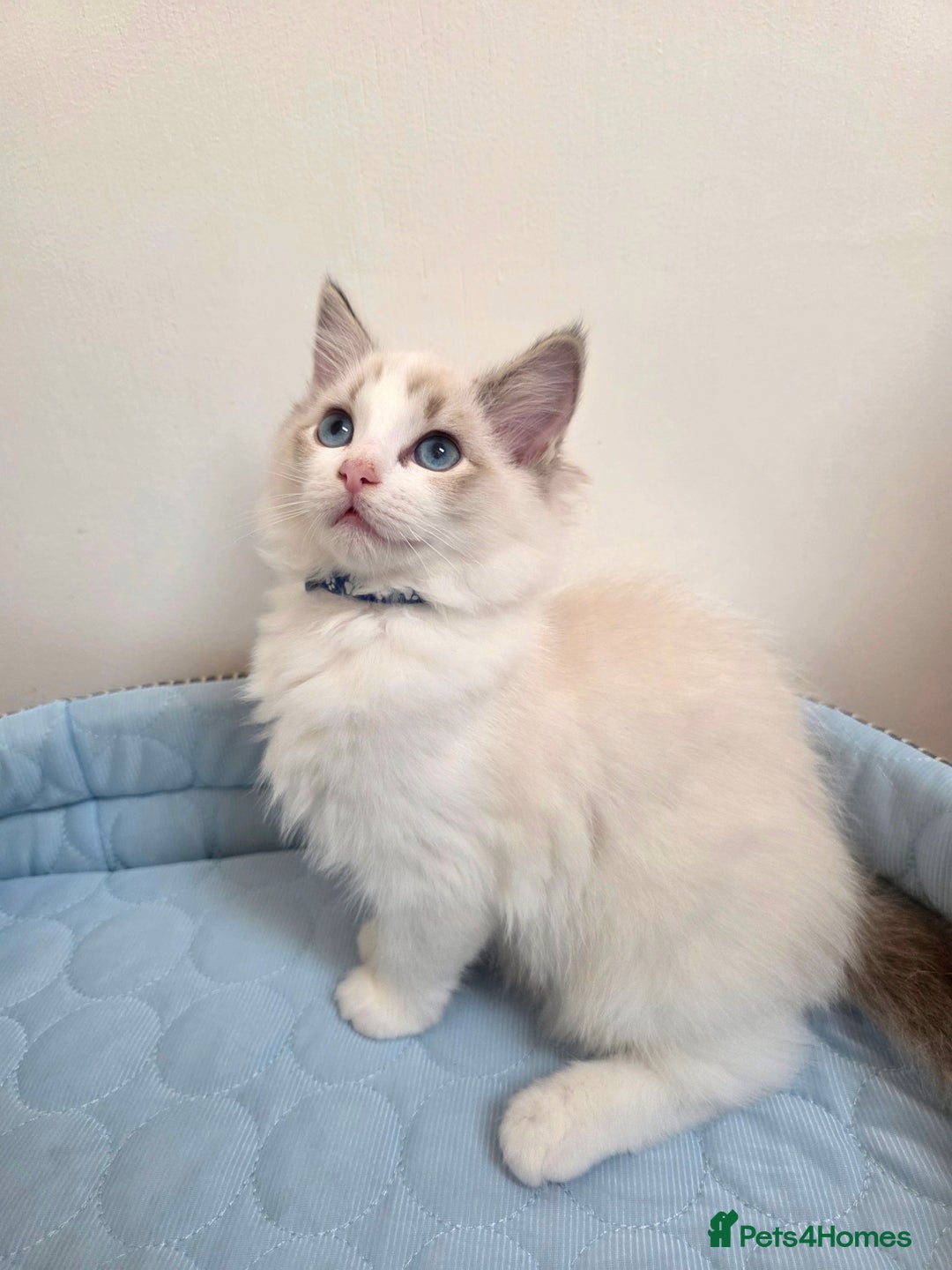 Ragdoll cats for sale: 💕GCCF registered ragdoll kittens💕 - Advert 6