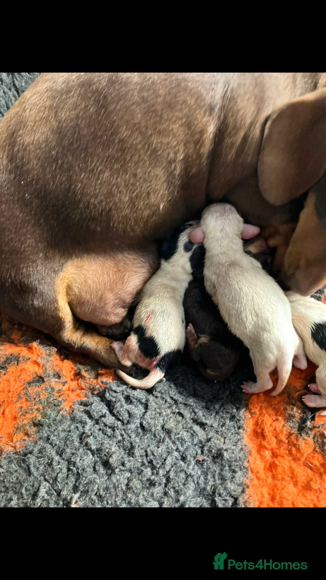 Miniature Dachshund dogs for sale: Miniature Dachshund Puppies  - Image 5