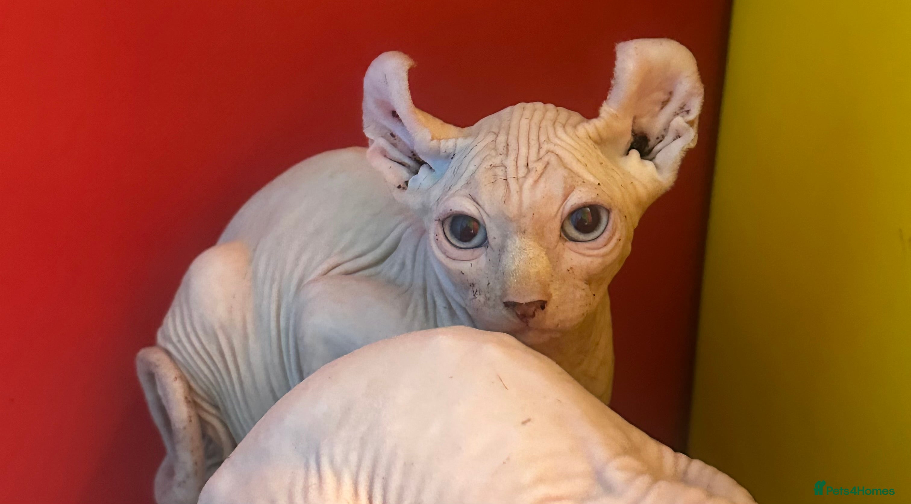 Sphynx cats The big boy is the last one and ready to go now!!! - Advert 5
