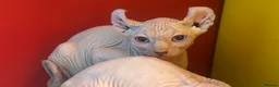 Sphynx cats for sale: Last unique split face girl with elf ears!💛 - Advert 29
