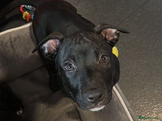 Mixed Breed dogs READY TO LEAVE!! beautiful staffie puppies. - Advert 4