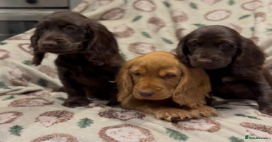 Cocker Spaniel dogs - Advert 6