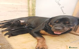 Rottweiler dogs for sale: KC chunky rottweiler puppies - Advert 8