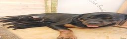 Rottweiler dogs for sale: KC chunky rottweiler puppies - Advert 9