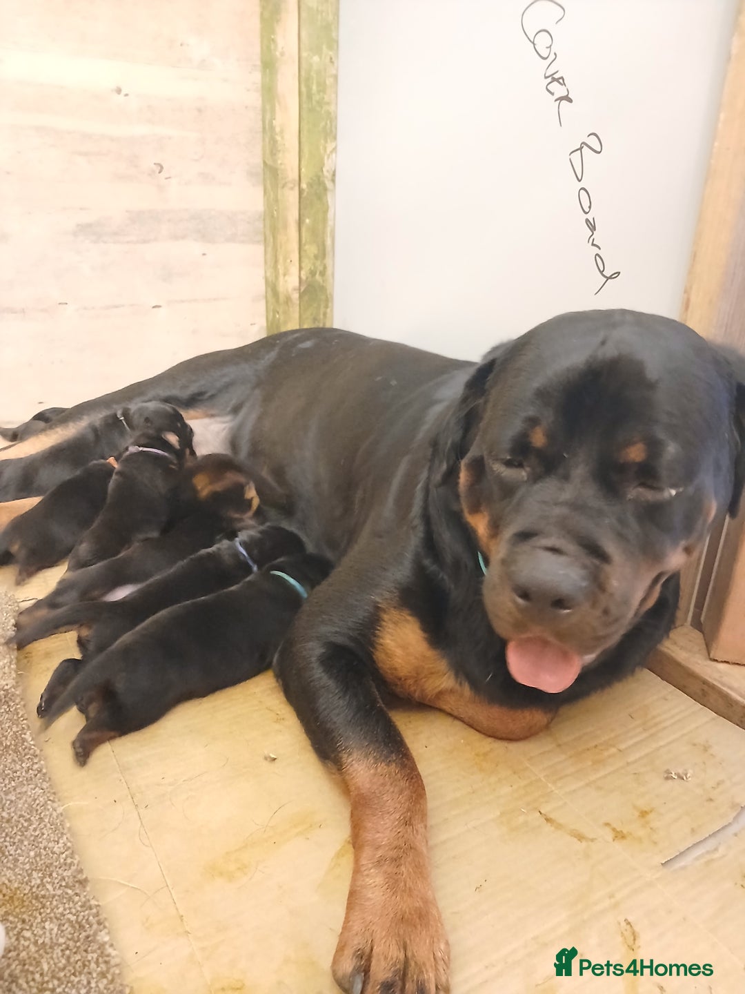 Rottweiler dogs for sale: KC chunky rottweiler puppies - Advert 8