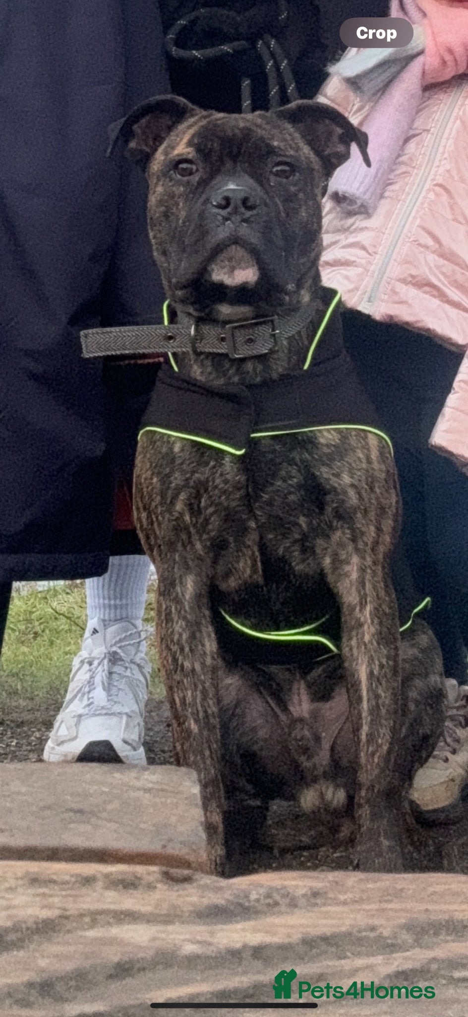 Mixed Breed dogs Cane Corso x Staff for rehoming  - Advert 1