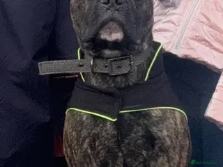 Mixed Breed dogs Cane Corso x Staff for rehoming - Advert 1