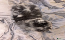 Chow Chow dogs for sale: Merle Chow Chow Pups 🐻 - Image 26
