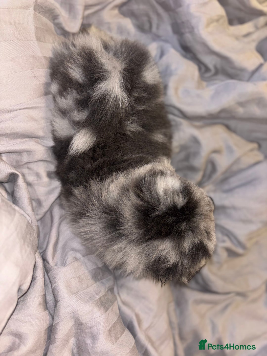 Chow Chow dogs for sale: Merle Chow Chow Pups 🐻 - Image 26