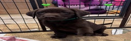 Labrador Retriever dogs for sale: Outstanding Quailty Chocolate Labrador Puppies - Advert 33