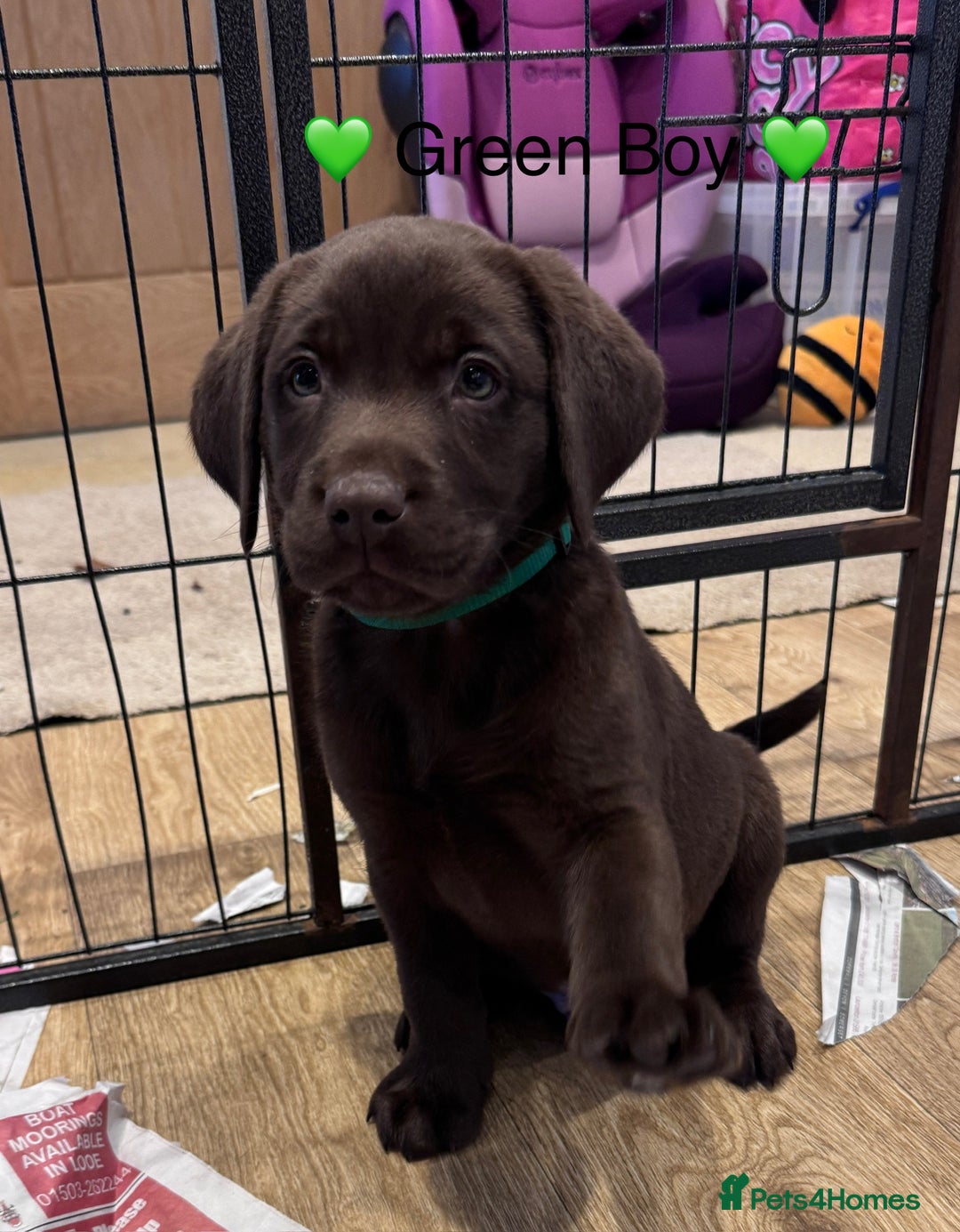 Labrador Retriever dogs for sale: Outstanding Quailty Chocolate Labrador Puppies - Advert 33