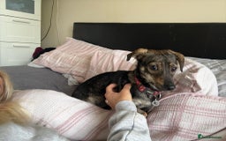 Mixed Breed dogs for adoption: Minnie - Hingham Norfolk  - Advert 21