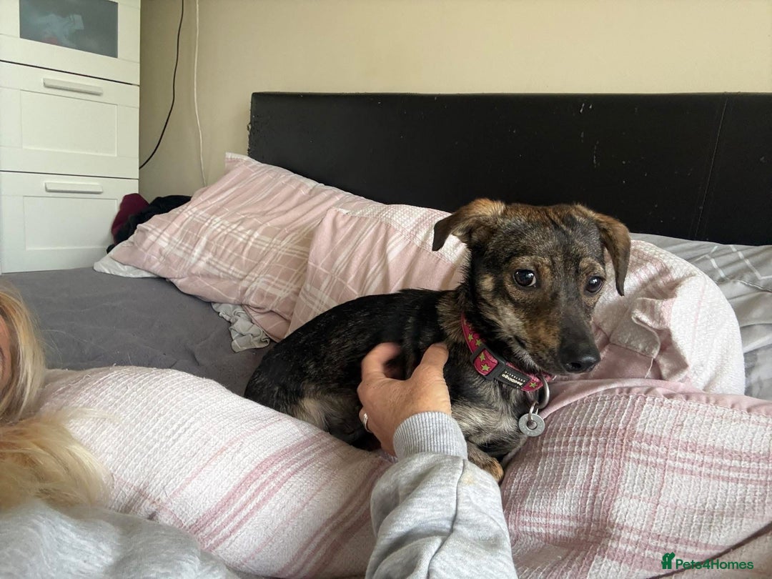 Mixed Breed dogs for adoption: Minnie - Hingham Norfolk  - Advert 21